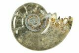 Polished, Sutured Ammonite (Argonauticeras) Fossil - Madagascar #287576-1